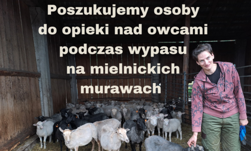 Na zdjęciu owce i pasterka.